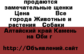 продаются замечательные щенки › Цена ­ 10 000 - Все города Животные и растения » Собаки   . Алтайский край,Камень-на-Оби г.